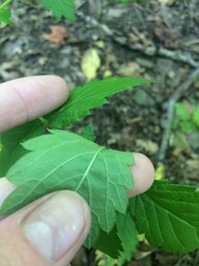 Agrimonia gryposepala