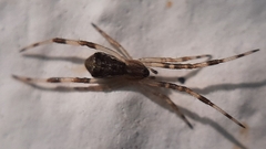Episinus