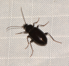 Agonum