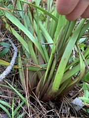 Xyris platylepis
