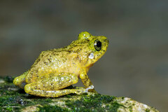 Eleutherodactylus flavescens