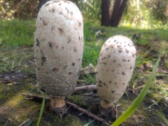 Coprinus