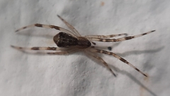 Episinus