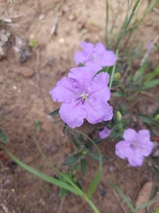 Ruellia humilis