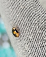 Hyperaspis connectens