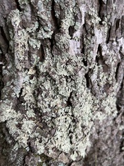 Flavopunctelia soredica