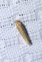 Ypsolopha