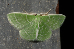Synchlora aerata
