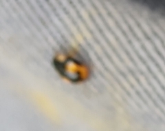 Hyperaspis connectens