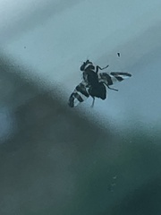 Dyscrasis hendeli