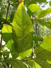 Casearia sylvestris
