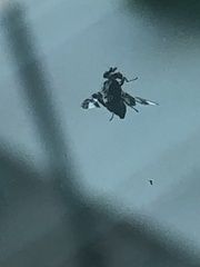 Dyscrasis hendeli