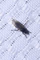 Coelopa