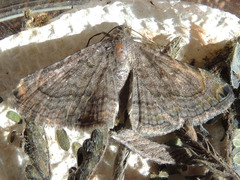 Toxonprucha pardalis