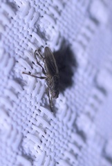 Coelopa