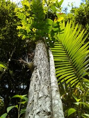Casearia sylvestris