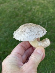 Leucoagaricus barssii