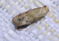 Platphalonidia