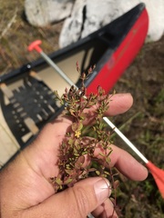 Hypericum boreale