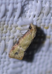 Platphalonidia
