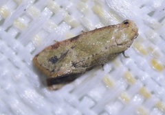Platphalonidia
