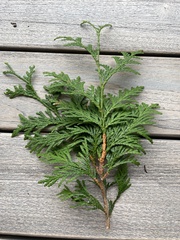Thuja