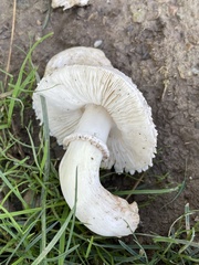 Leucoagaricus barssii