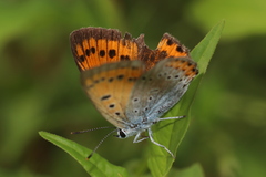 Lycaena dispar