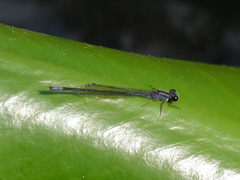 Enallagma cardenium