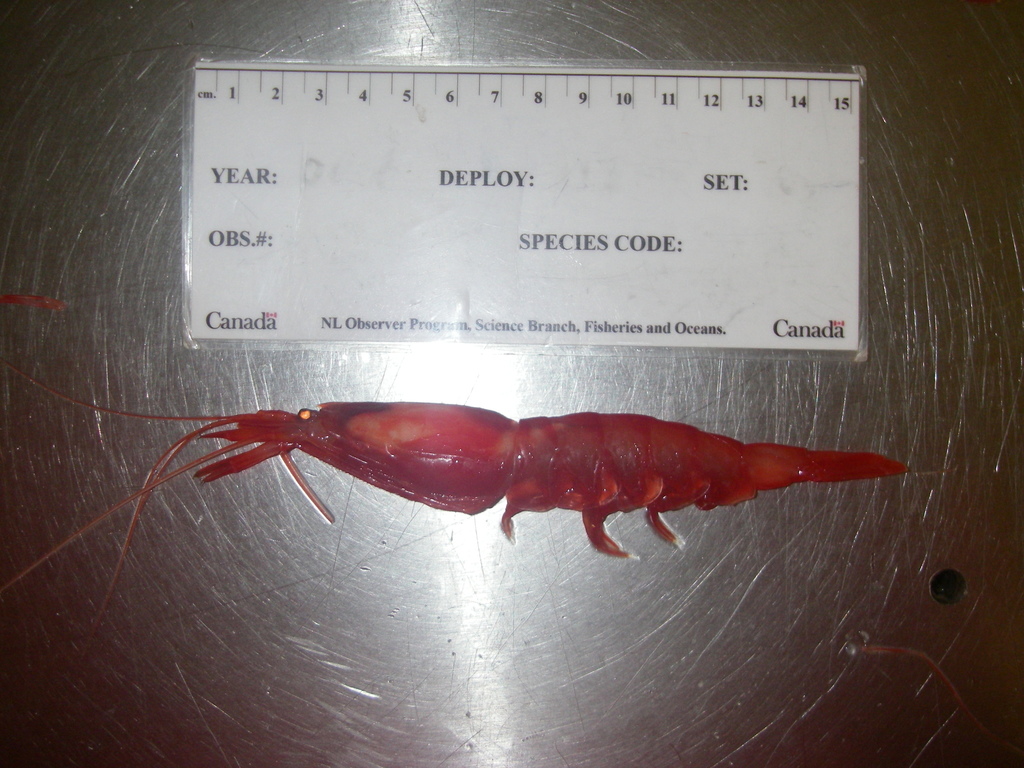 Pasiphaeoidea