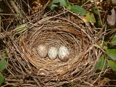 Cardinalis cardinalis