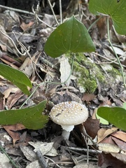 Amanita pantherina