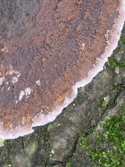 Peniophora albobadia