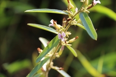 Helicteres angustifolia