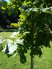Quercus bicolor