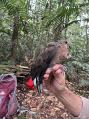 Columba iriditorques