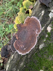 Peniophora albobadia