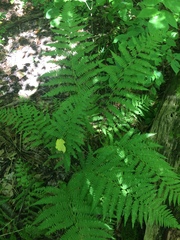 Athyrium angustum