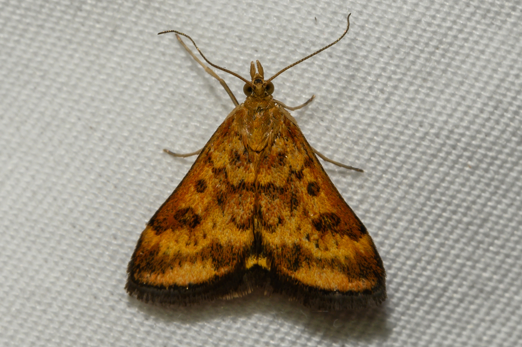 Mottled Pyrausta Moth