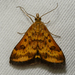 Mottled Pyrausta Moth - Photo (c) Stephen John Davies, some rights reserved (CC BY-NC), uploaded by Stephen John Davies