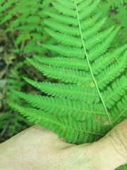 Athyrium angustum