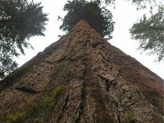 Sequoiadendron giganteum