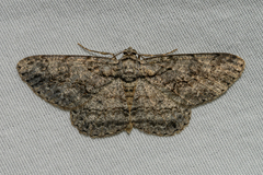 Anavitrinella pampinaria