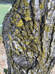 Candelariaceae