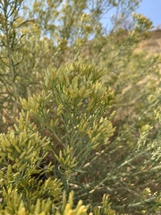 Ericameria nauseosa