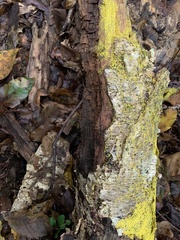 Chrysothrix xanthina