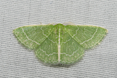 Synchlora aerata