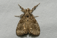 Orgyia leucostigma