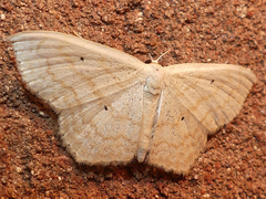 Scopula limboundata