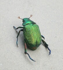 Chrysophora chrysochlora